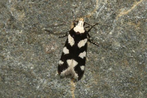Pseudotelphusa tessella